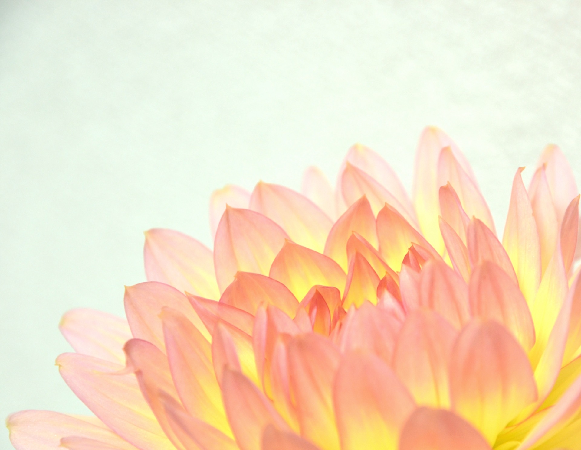A pink and orange flower, photographed by Chika Kobori