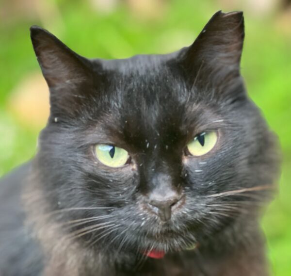 Black cat